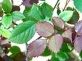 Closeup of green and purple new rose leaves, nature, plant Royalty Free Stock Photo