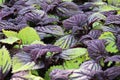 Closeup of green and purple variegated plant leaves