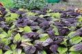 Closeup of green and purple variegated plant leaves