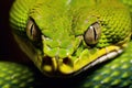 Closeup of a green python