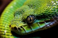 Closeup of a green python