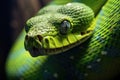 Closeup of a green python