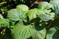 Closeup of green raaspberry leaves, no fruit Royalty Free Stock Photo
