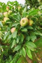 Closeup of green and red apples growing on apple tree branch in summer with blurry copyspace. Fruit hanging on orchard Royalty Free Stock Photo