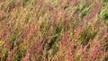 Closeup of green and red colored samphire in autumn