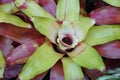 Close up of the green and red leaves of Neoregelia Hawaii