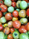 Closeup of green, red, yellow tomatoes , Binan wholesale market