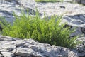 Closeup of green richs seepweed growing in stones Royalty Free Stock Photo