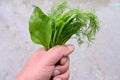 Closeup the green ripe spinach leaves with coriander leaves hold hand over out of focus grey background Royalty Free Stock Photo