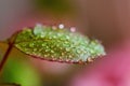 Closeup of green rose leaves with water droplets Royalty Free Stock Photo