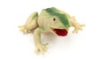 Closeup of green rubber frog toy on white background. Royalty Free Stock Photo