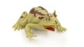 Closeup of green rubber frog toy on white background. Royalty Free Stock Photo