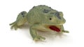 Closeup of green rubber frog toy on white background. Royalty Free Stock Photo