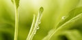 Closeup of green sage leaf with water drop. Macro herb plant on blur background