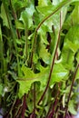 Closeup of green salad stalks Royalty Free Stock Photo