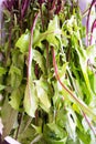 Closeup of green salad stalks Royalty Free Stock Photo