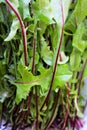 Closeup of green salad stalks Royalty Free Stock Photo