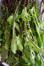 Closeup of green salad stalks Royalty Free Stock Photo