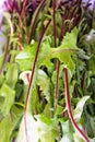 Closeup of green salad stalks Royalty Free Stock Photo