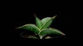 Closeup of green sansevieria isolated on black background. Royalty Free Stock Photo