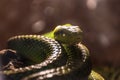 Closeup of a green scaly snake coiled up and lurking, with a nice bokeh in the background, and light coming from above Royalty Free Stock Photo