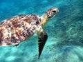 Closeup green sea turtle in turquoise blue water in Red Sea Royalty Free Stock Photo