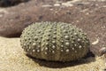 Closeup of a green sea urchin shell on the sand Royalty Free Stock Photo