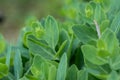 Closeup Green Sedum Leaves Royalty Free Stock Photo