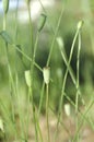 Closeup of green seed heads poppy in the field.Sunny day in the meadow, poppy seed boxes against green plants Royalty Free Stock Photo