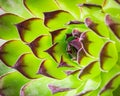 Closeup of the green sempervivum Royalty Free Stock Photo