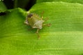 Shield bug on leaf. Royalty Free Stock Photo