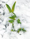 Daffodils sprouting during late Winter snowstorm Royalty Free Stock Photo