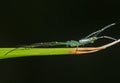 Green Spider Camouflage on the Grass Isolated on Black Background