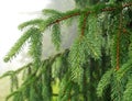 Closeup of green spruce branches in rain on background mist Royalty Free Stock Photo