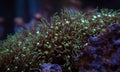 Green Star Polyp Coral Royalty Free Stock Photo