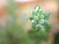 Closeup green succulent Burro`s-tail plants ,sedum morganianum with water drops ,cactus desert plant and blurred background Royalty Free Stock Photo