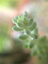 Closeup green succulent Burro`s-tail plants ,sedum morganianum with water drops ,cactus desert plant and blurred background Royalty Free Stock Photo