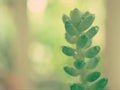 Closeup green succulent Burro`s-tail plants ,sedum morganianum with water drops ,cactus desert plant and blurred background Royalty Free Stock Photo