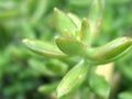 Closeup green cactus ,succulent desert plant in garden with soft focus and green blurred background Royalty Free Stock Photo