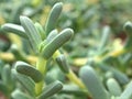 Closeup green cactus ,succulent desert plant in garden with soft focus and green blurred background Royalty Free Stock Photo