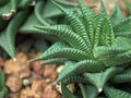 Closeup green cactus ,succulent desert plant in garden with soft focus and green blurred background Royalty Free Stock Photo