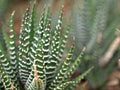 Closeup green cactus ,succulent desert plant in garden with soft focus and green blurred background Royalty Free Stock Photo