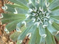 Closeup green cactus ,succulent desert plant in garden with soft focus and green blurred background Royalty Free Stock Photo