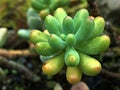 Closeup green succulent, desert plants in garden and blurred nature leaves background ,nature background Royalty Free Stock Photo