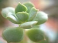 Closeup green succulent, desert plants in garden and blurred nature leaves background ,nature background