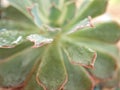 Closeup green succulent Echeveria elegans plants , cactus desert plant with water drops and blurred background Royalty Free Stock Photo