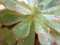 Closeup green succulent Echeveria elegans plants , cactus desert plant with water drops and blurred background Royalty Free Stock Photo