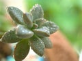 Closeup green succulent Ghost-plant , Graptopetalum paraguayense cactus desert plants with water drops and blurred background Royalty Free Stock Photo
