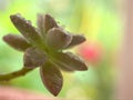 Closeup green succulent Ghost-plant , Graptopetalum paraguayense cactus desert plants with water drops and blurred background Royalty Free Stock Photo