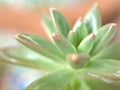 Closeup green succulent Jelly bean plant, sedum rubrotinctum , stonecrop ,cactus desert plants with blurred background Royalty Free Stock Photo